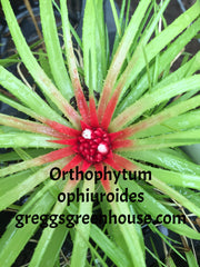Orthophytum ophiuroides