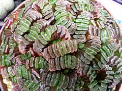 Succulents