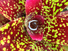 Bromeliads