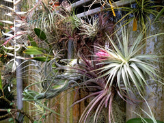 Tillandsia - Air Plants