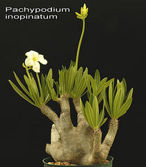 Caudiciforms