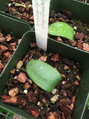 Haemanthus deformis