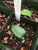 Haemanthus deformis