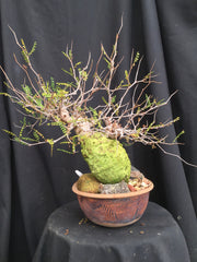 Operculicarya pachypus - specimen