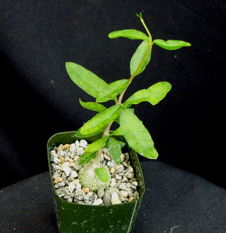Fockea edulis