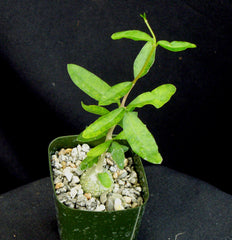 Fockea edulis