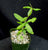 Fockea edulis