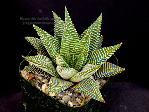 Haworthia limifolia var. striata