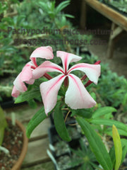 Pachypodium succulentum