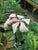 Pachypodium succulentum