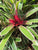 Neoregelia 'Sheba'
