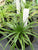 Orthophytum ophiuroides