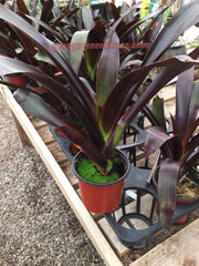 Werauhia sanguinolenta rubra