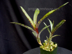 Neoregelia tigrina