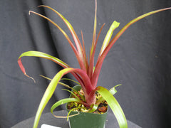 Tillandsia 'Vincent'