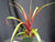 Tillandsia 'Vincent'