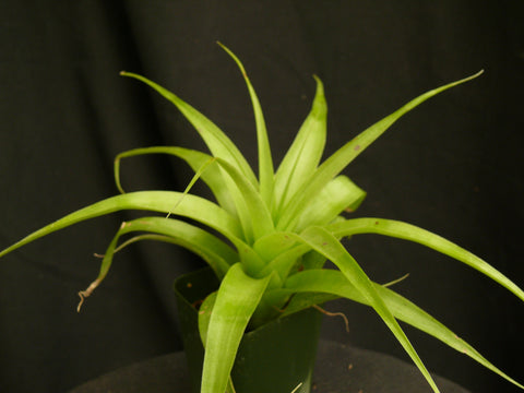 Tillandsia 'Samantha'