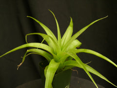 Tillandsia 'Samantha'