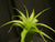 Tillandsia 'Samantha'