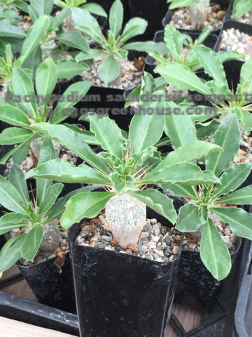 Pachypodium saundersii compactum