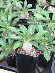 Pachypodium saundersii compactum