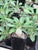 Pachypodium saundersii compactum