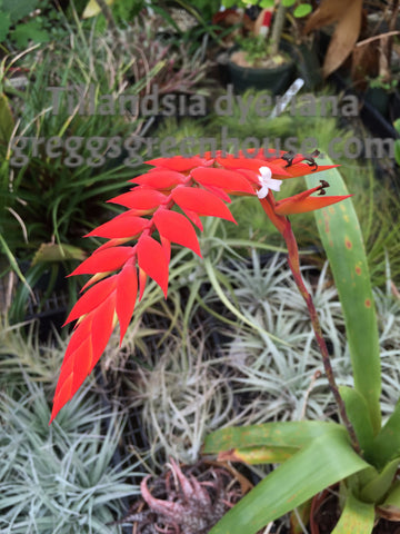 Tillandsia dyeriana