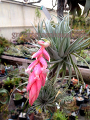 Tillandsia meridionalis (recurvifolia)