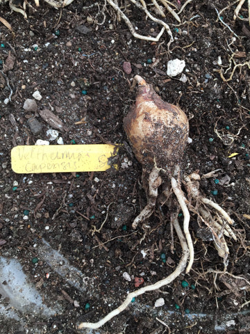 Velthiemia capensis
