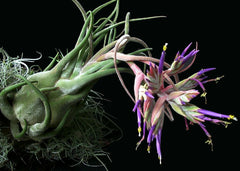 Tillandsia seleriana Medium