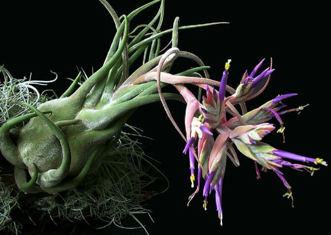 Tillandsia seleriana Large