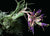 Tillandsia seleriana Large