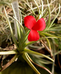 Tillandsia albertiana
