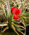 Tillandsia albertiana