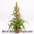 Tillandsia 'Samantha'