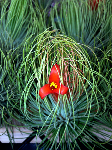 Tillandsia andreana 'major'