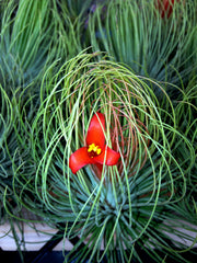 Tillandsia andreana 'major'