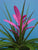 Tillandsia 'Antonio'