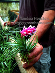 Tillandsia 'Houston'