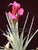 Tillandsia Mystic Burgundy